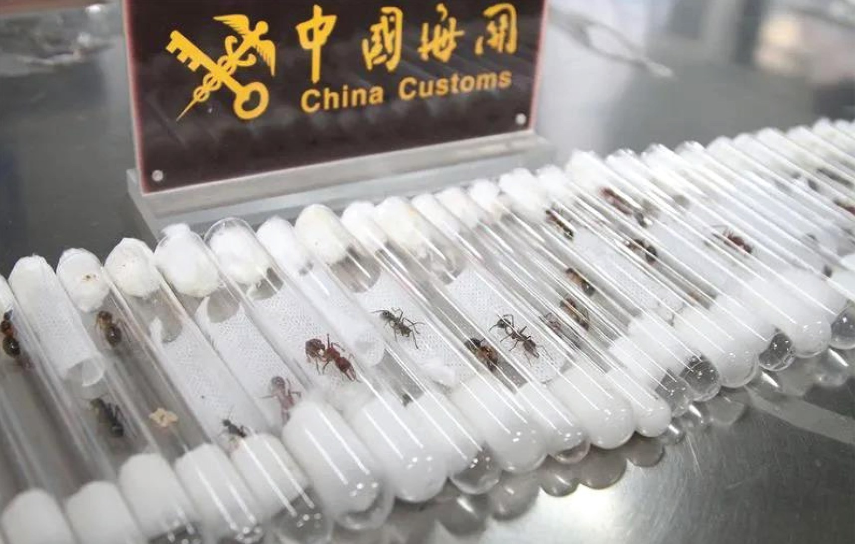 Rows of test tubes holding live ants, seized and displayed in front of a China Customs sign