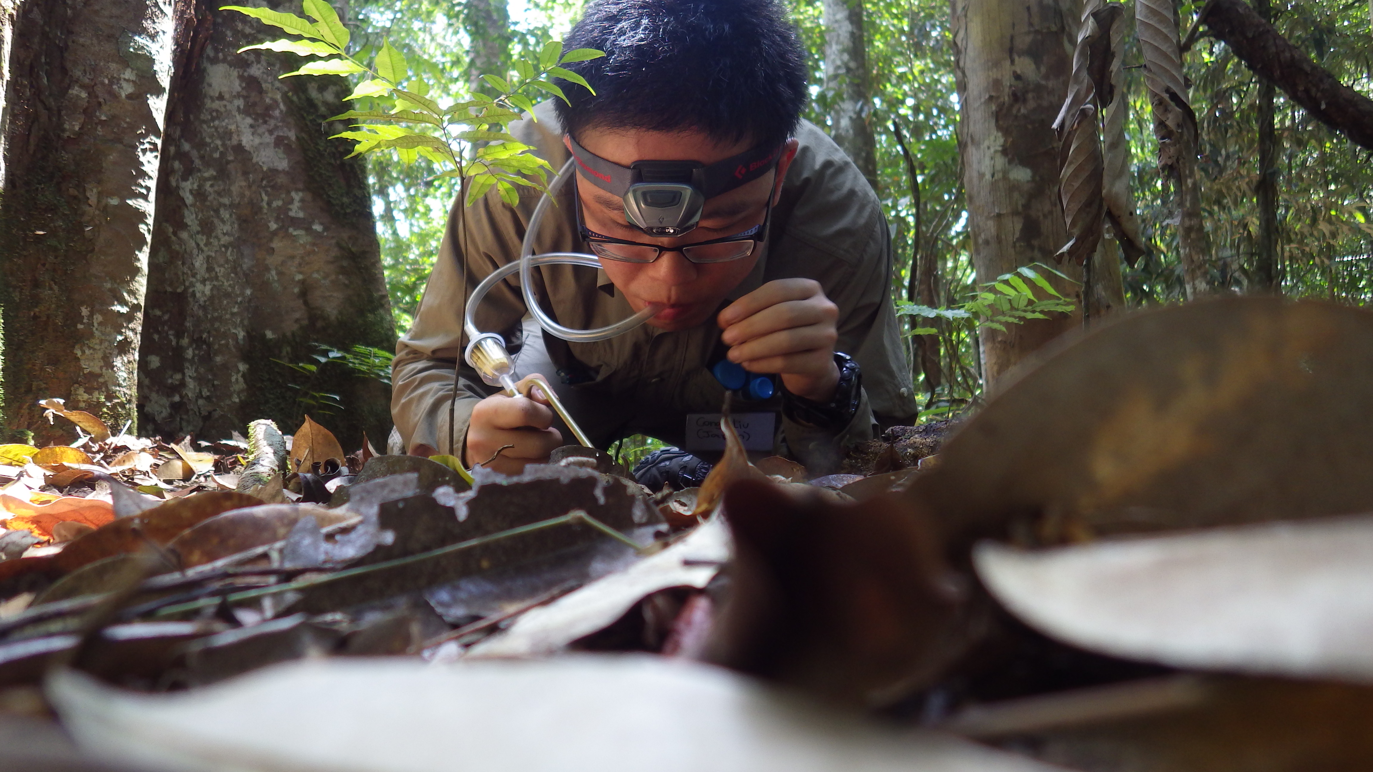 Field work