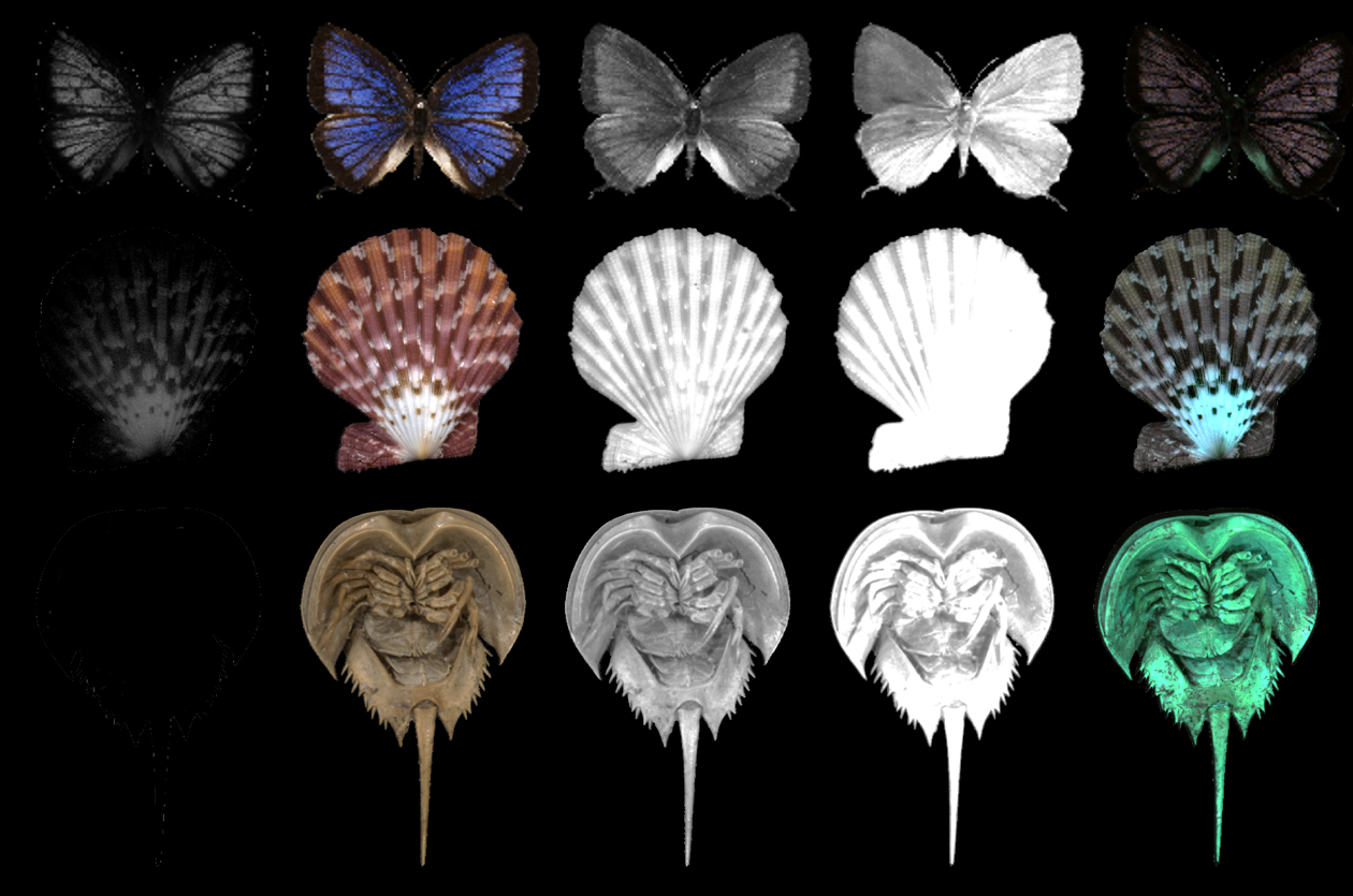 A high-throughput multispectral imaging system for museum specimens