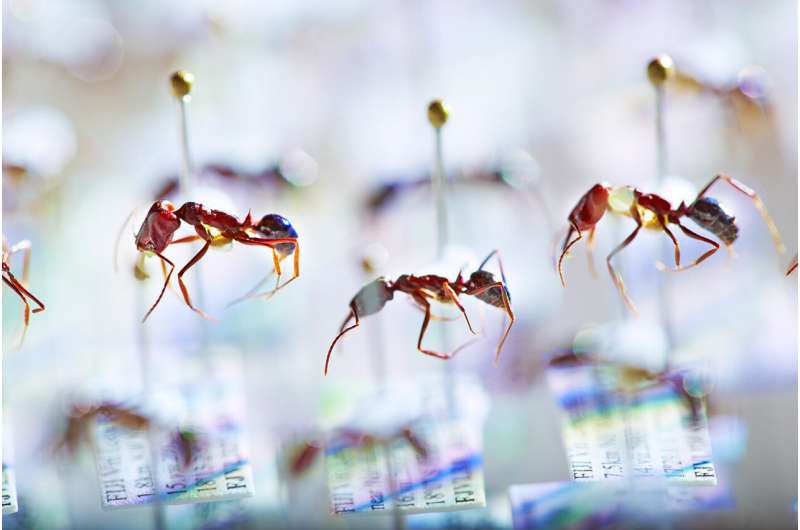 Genomic signatures indicate biodiversity loss in an endemic island ant fauna