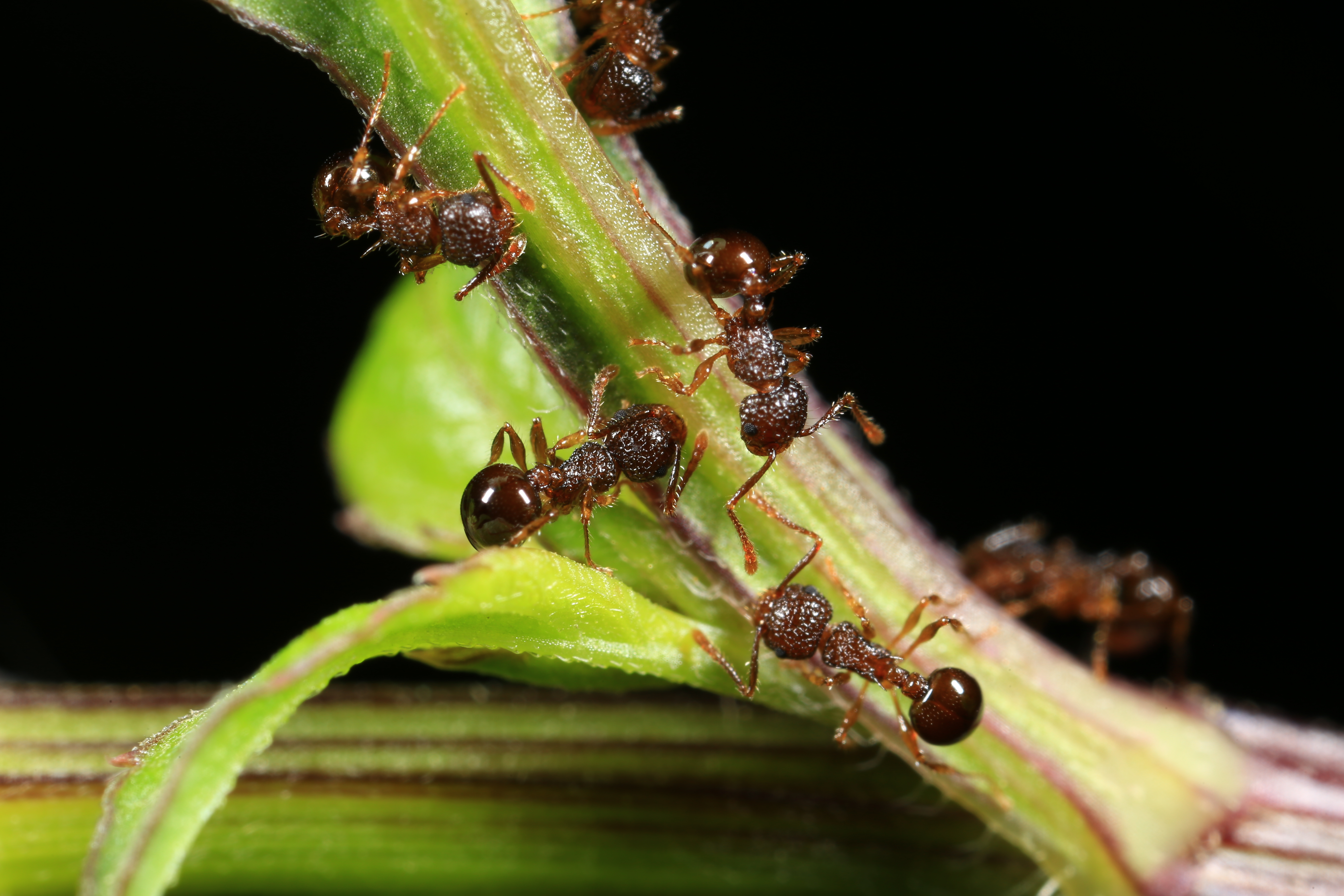 GABI-I: The global ant biodiversity informatics-island database