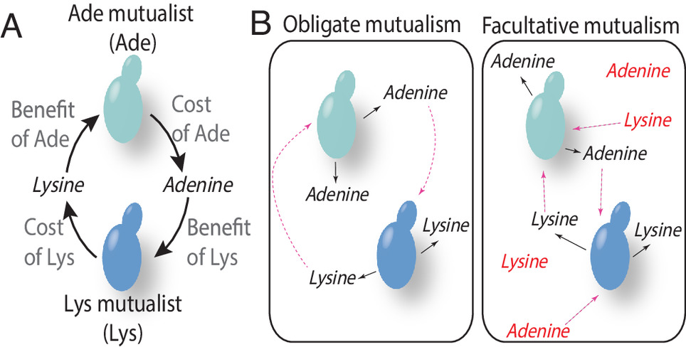 Partner dependency alters patterns of coevolutionary selection in mutualisms